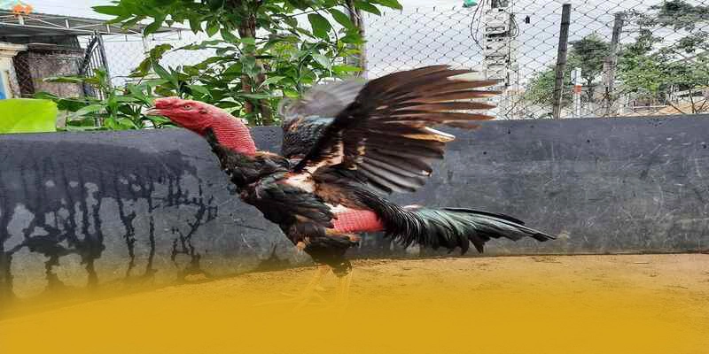 [THUONG_HIEU] - Đánh giá tổng thể một cách tổng quan.